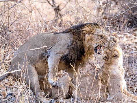 Lioness Gives Birth To 5 Cubs In Amreli