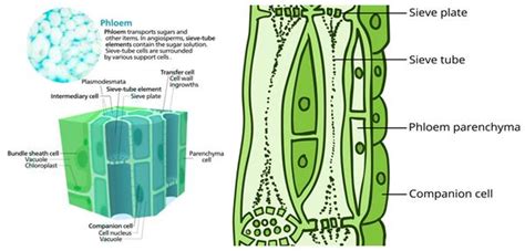 Complex Permanent Tissue Phloem — Lesson Science State Board Class 9