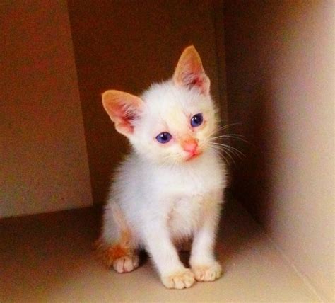 Flame point siamese kitty | Siamese kittens, Oriental shorthair cats