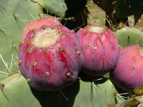 It's not necessary to prune prickly pears, but they can be cut back. Opuntia or Prickly Pear Season in Croatia 2020 - Rove.me