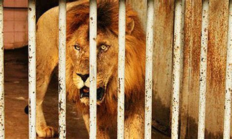 Lahore Zoos Oldest Lion Dies Pakistan Dawncom