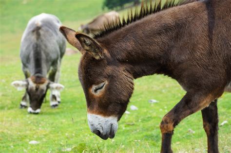Download Free Photo Of Donkeylivestockdonkey Headhorsebrown From