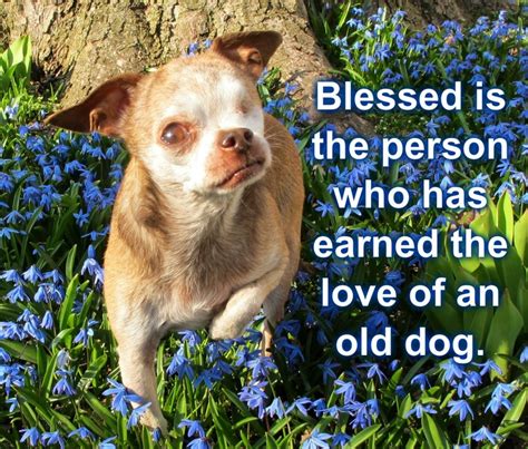 Blessed Is The Person Who Has Earned The Love Of An Old Dog With