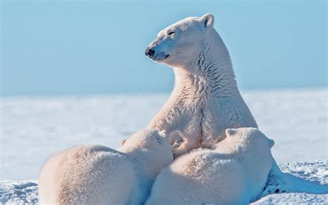 Wallpaper Polar Bear Polar Bear Snow Hd Widescreen High
