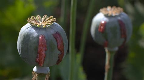 Afghan Opium Cultivation Drops For First Time In Six Years