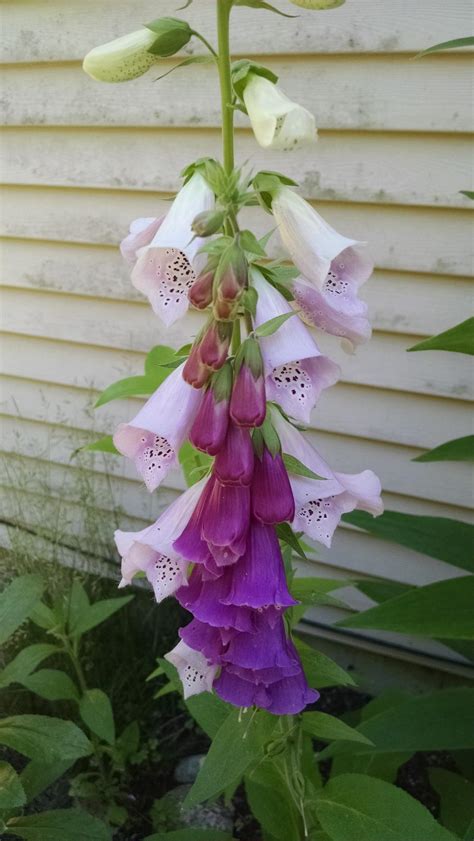 Foxgloves Plant Care And Collection Of Varieties
