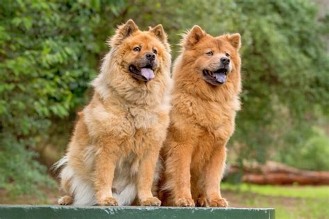 Why Do Chow Chows Have Blue Tongues Info Facts And Pictures