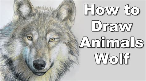 Sketch an oval—this will be the chest. how to draw a wolf - realistc animals drawing lesson step by step time lapse tutorial - YouTube