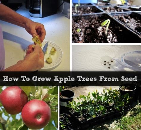 Apple seeds need cold stratification to break dormancy. How To Grow Your Own Apple Trees From Seeds - Homestead ...