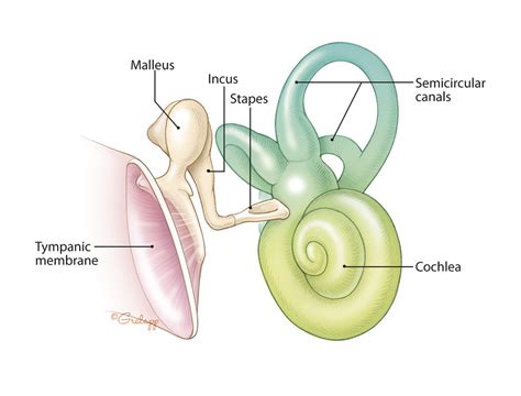 Surgical Anatomy Of The Ear Ento Key