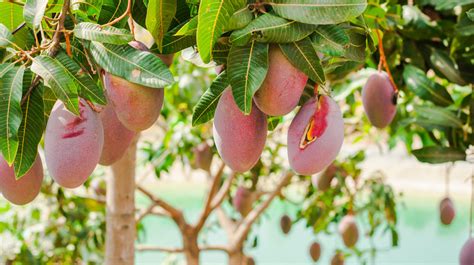 ¿las Hojas De Mango Ayudan A Tratar La Diabetes ¡descúbrelo
