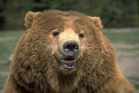 Funny smile 06 e1278235268623 cute and funny photos of smiling animals, 1024x1024 dogs smiling funny animals 1920x1200 wallpaper download, funny pictures animals, funny pictures of animals smiling, funny pictures animals. Funny pictures animals, funny pictures of animals smiling ...