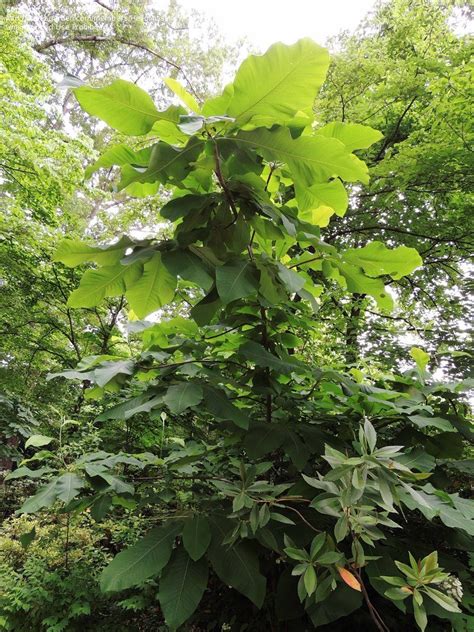 Plant Identification Closed Very Tall Tree Huge Leaves 3 By