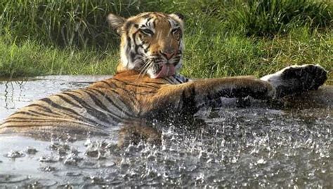Uttarakhand Gets Its Second Tiger Reserve Rajaji National Park
