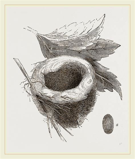 Nest Of Amethyst Humming Bird Drawing By Litz Collection Fine Art America