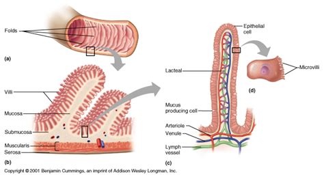 The small intestine is a hollow intraperitoneal organ that develops from the distal foregut and midgut. Why does the wall of the small Intestine need a large ...