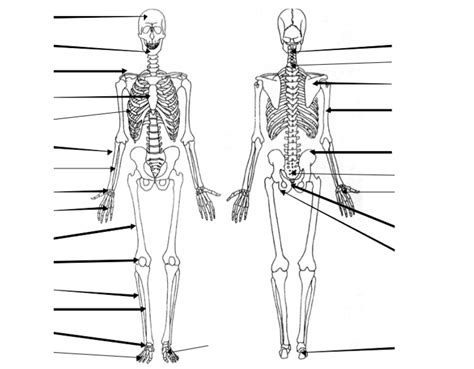 Diagramme De Squelette Vue Antérieure Et Postérieure Quizlet