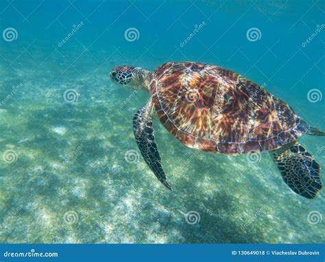 Sea Turtle Swims In Blue Sea Sea Turtle In Tropical Seashore