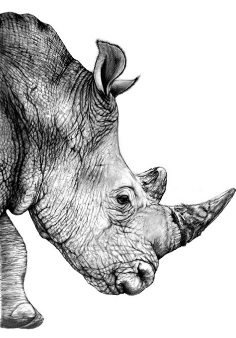 Rhino Line Drawing Free Download On Clipartmag