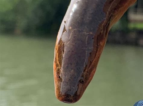 Invasive Asian Swamp Eels Found In Bayou St John Louisiana Sportsman