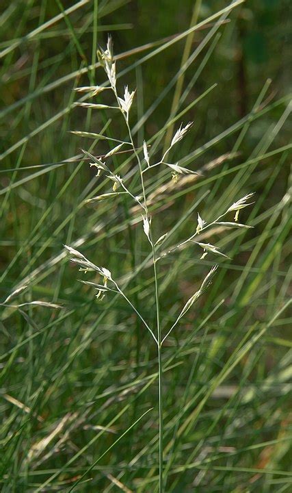 Hard Fescue Festuca Trachyphylla Naturescape Buy Online