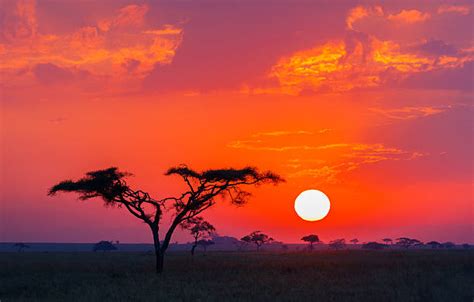 Serengeti Sunrise Acacia Tree In Africa Stock Photos Pictures