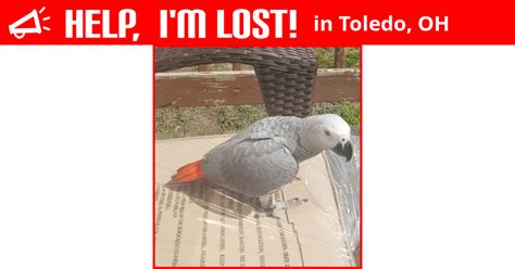 Lost Bird Toledo Ohio Lazarus