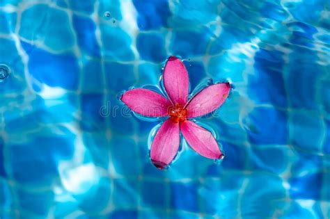Pink Flower Closeup Shot While Floating On A Pond Stock Image Image