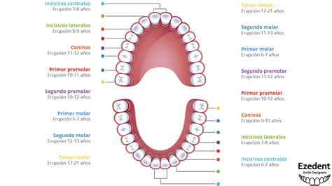 Sequencia De Erupção Dos Dentes Permanentes