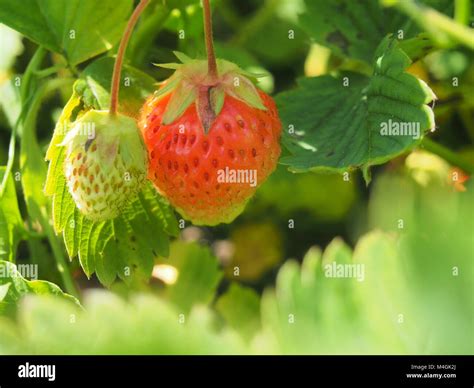 16aug13 Hi Res Stock Photography And Images Alamy