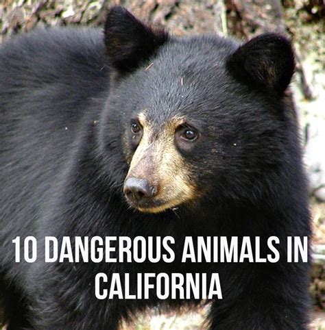 Top 10 Most Dangerous Animals In California Hubpages