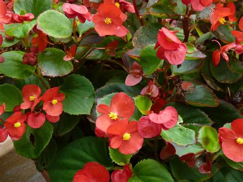 White begonias in a pot. Granny Sue's News and Reviews: Flower Gardens Walkabout