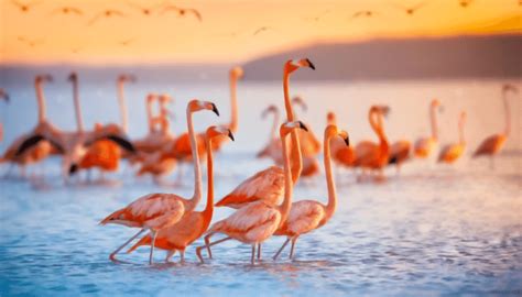 Flamingo Adaptations All You Need To Know Bird Sphere
