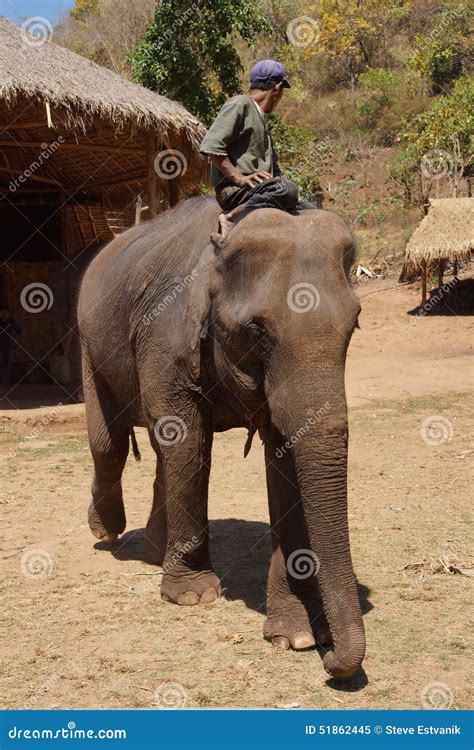 El Mahout Monta Su Elefante Imagen De Archivo Imagen De Elefante