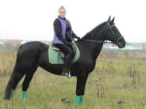 Anglo Kabarda Horse Breeds All Horse Breeds Horses