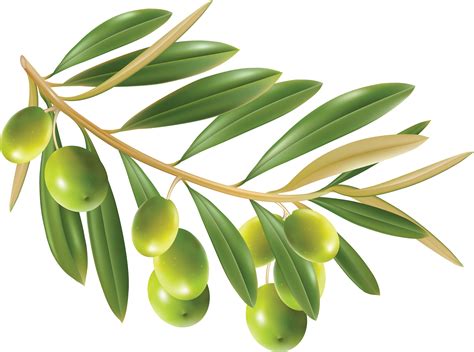 Olive Png Pictures Olives Tree Clipart With No Background Free My Xxx Hot Girl