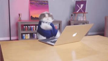 /giphy cat typing 26 июн. Typing Cat GIFs - Find & Share on GIPHY
