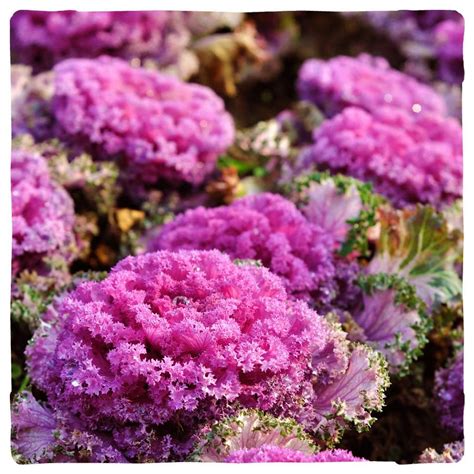 Red Kale A Beautiful As Well As Healthy Superfood Photo By Bolthouse