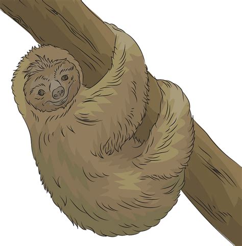 Sloth Free Transparent Png Clipart Free Sloth Clipart