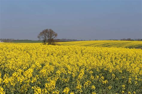 Uk Agrochemical Regulation Post Brexit Can Benefit Food Production Trade And The Environment