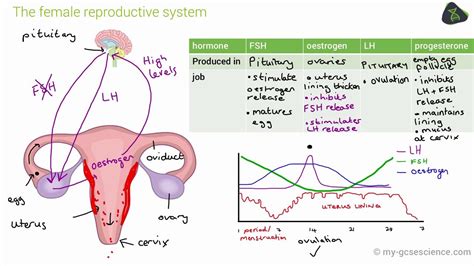 Gcse Biology Hormones In Human Reproduction Aqa 9 1 In 2021 Medical