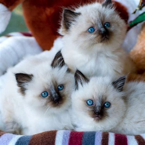 The breed is carefully bred to produce large affectionate animals in three patterns, two with white (mitted and bicolor) and one with no white (colorpoint). Ragdoll Cat | Cat Breed Selector