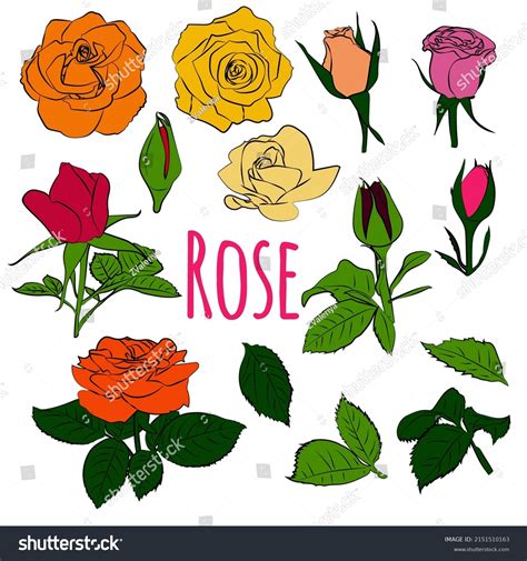 Set Roses Different Colors Vector Graphics Stock Vector Royalty Free