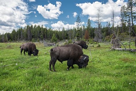 Bisons Herd Graze On The Field At Scenic Yellowstone National Park At