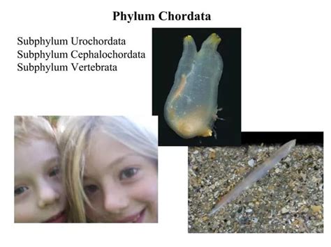 Ppt Phylum Chordata Powerpoint Presentation Free Download Id417256