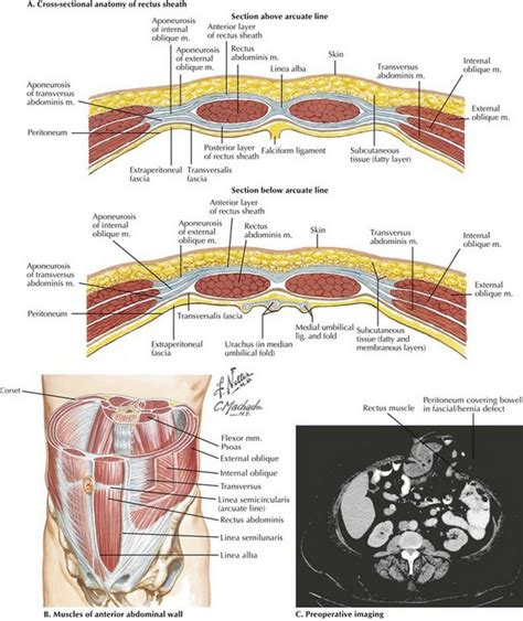 Anatomy Of The Abdomen