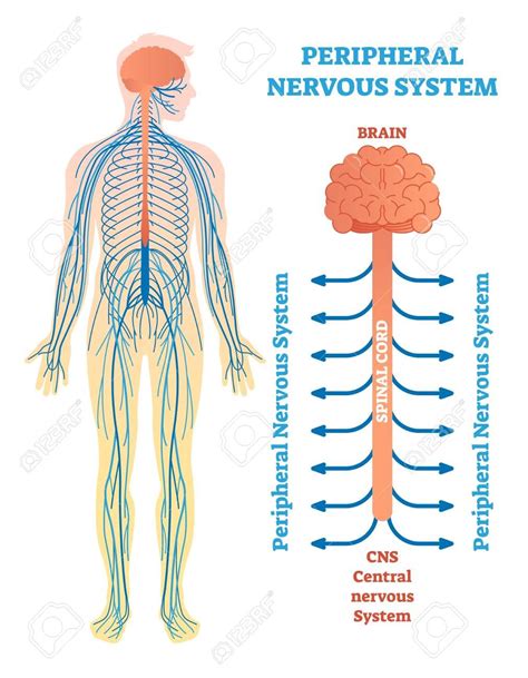 Peripheral Nervous System Medical Vector Illustration Diagram With