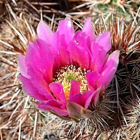 Pink Cactus Flower We Stopped In At The Crossroads Rv Park Flickr