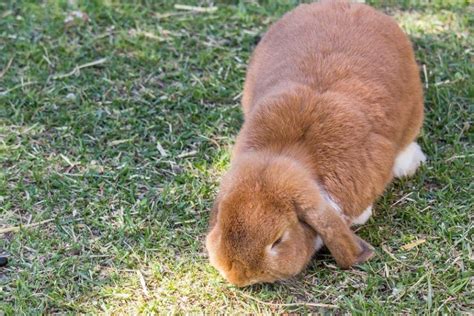 Cashmere Lop Rabbit Care Pictures Temperament Habitat And Traits