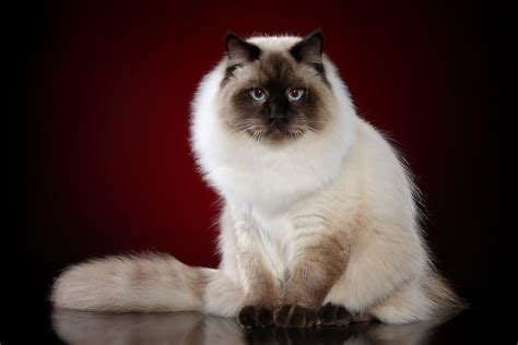 Siberian Cat Personality Profile 11 Adorable Traits 2022 I